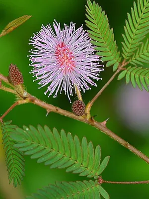 Мимоза стыдливая (Mimosa Pudica)