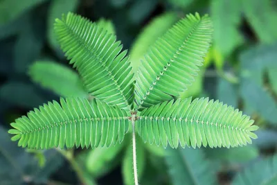 Мимоза Стыдливая (Mimosa Pudica) - «Интересное и необычное растение! Много  фото)» | отзывы