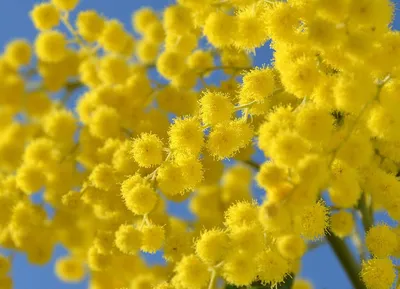 Цветок искусственный Мимоза 85 см - купить в Пятигорске с доставкой в  интерьерном центре Жемчужина