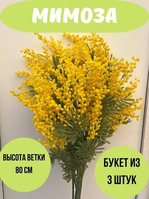 Мимоза и тюльпаны – цветы с доставкой в Брянске | Iris32