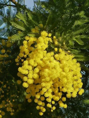 Мимоза (Acacia Dealbata)