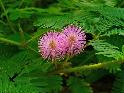 Мимоза | Цветы «FlowerAnna»