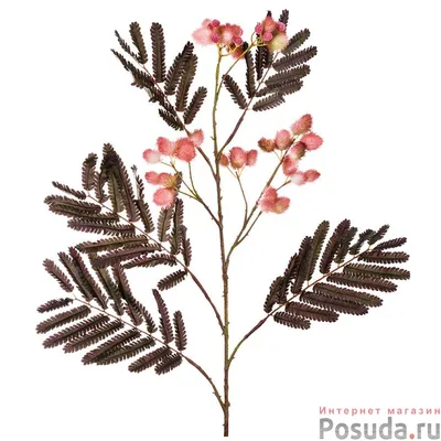 Мимоза — цветок, мимоза — растение, …» — создано в Шедевруме