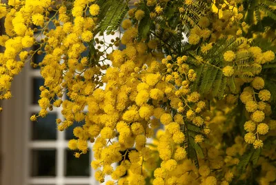 Искусственный цветок, желтый плюшевый цветок акации Мимоза, 6 шт./комплект  | AliExpress