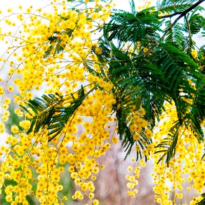 МИМОЗА "ACACIA DEALBATA": купить мимозу (Acacia Dealbata) почтой | 