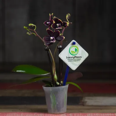 Мини орхидея черная купить