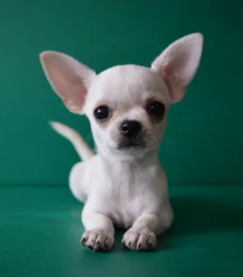 Чихуахуа мини гладкошерстные щенок (63 фото) - картинки 