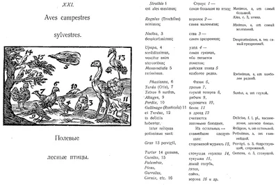 Платоновские идеи — Новости — Научно-популярный журнал «ИКСТАТИ» —  Национальный исследовательский университет «Высшая школа экономики»