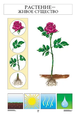 Картинки с растениями для окружающего мира (68 фото) » Картинки и статусы  про окружающий мир вокруг