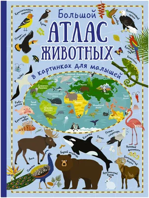 Книжка-картинка Домашние животные, 215х160мм. - купить с доставкой в  Ростове-на-Дону - STORUM