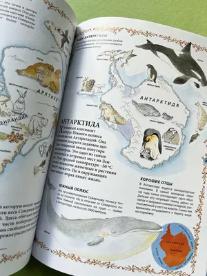 Отзыв о Книга "Мир животных" - Издательство РООССА | Действительно,  волшебная книга!