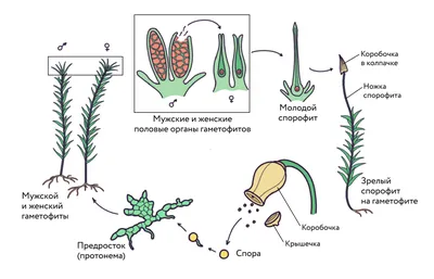 Представители мхов, подготовка к ЕГЭ по биологии