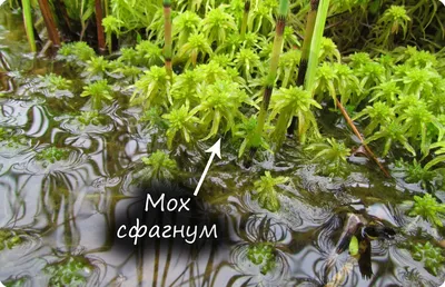 Monosolenium tenerum: еще один представитель мхов в вашем домашнем водоеме