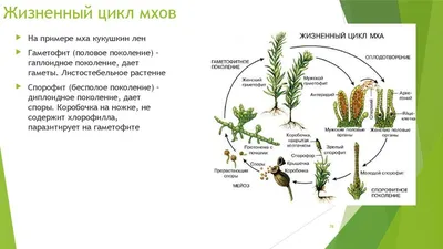 Сад мхов: как неприметное становится значимым | Растения | Ландшафт |  АССбуд — строительный портал