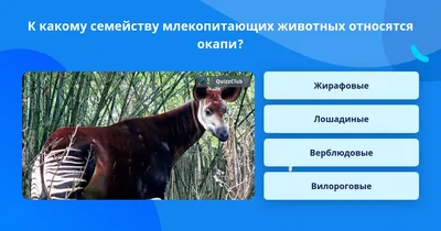 В мире животных: Kinder и WWF России встали на защиту морских млекопитающих