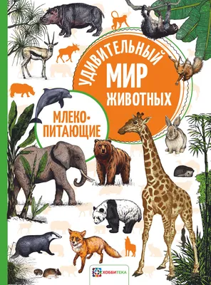 10 самых маленьких млекопитающих в мире | Зверушки на опушке | Дзен