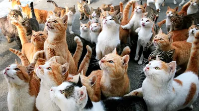 Котята очень много котят» — создано в Шедевруме