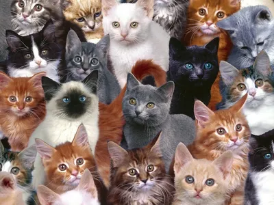 много-много котят ... - ePuzzle фотоголоволомка