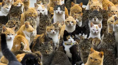 Много котят просят кушать, милоты …» — создано в Шедевруме