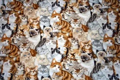 Много котят» — создано в Шедевруме