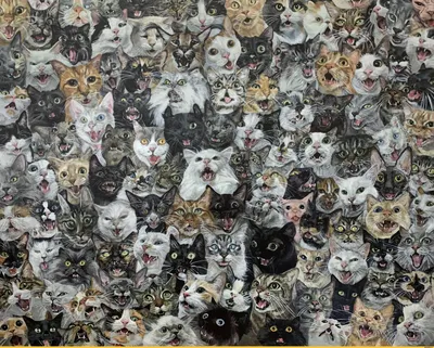 Много красивых цветных котят енота Мэн Стоковое Изображение - изображение  насчитывающей серо, кот: 182577299