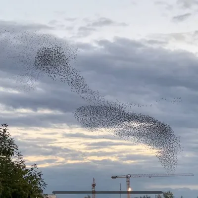 Много птиц в небе» — создано в Шедевруме