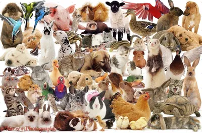 Раскраска много животных - 68 фото