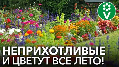 Многолетние цветы названия, описание, фото - YouTube