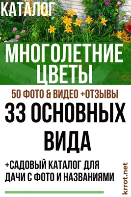 Многолетние цветы, цветущие всё лето: названия и фото 9 некапризных  многолетников для посадки в Подмосковье, Урале, Сибири | Вселенная растений  | Дзен