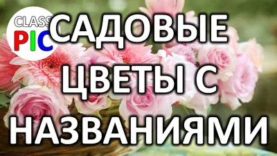 Солнцелюбивые растения для сада: многолетние и однолетние цветы, кустарники  и деревья | Houzz Россия