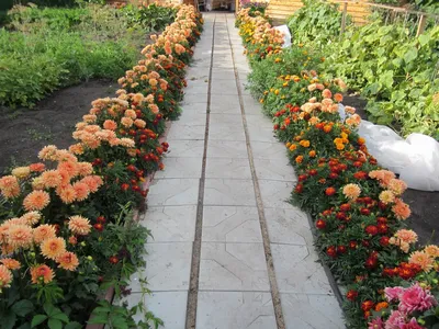 Многолетние цветы для дачи: фото с названиями, уход, выращивание, видео |  Естественный сад, Контейнерное озеленение овощи, Небольшие цветники