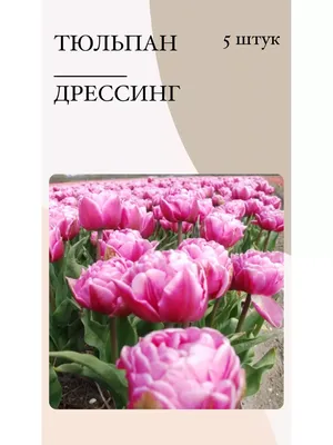 Ω Купить многолетние цветы: хризантемы оптом → самшит → хосту Украина