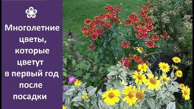 Комнатные растения. Зимние и многолетние цветы, Илья Мельников – скачать  книгу fb2, epub, pdf на ЛитРес