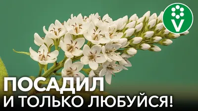 8 красивых цветов, которым невозможно навредить! Неприхотливые многолетние  растения для начинающих