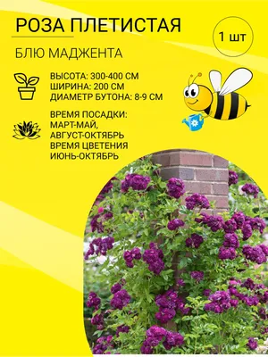 Многолетние цветы, выращенные из семян, цветущие в первый год | Огородник  из Сибири | Дзен