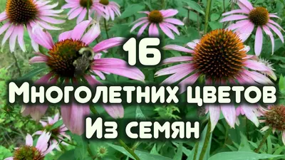 Десять распространенных многолетних цветов для украшения кипрских садов и  балконов - Блоги Кипра