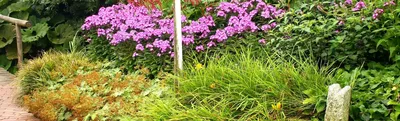 ТОП-10 многолетних цветов для тяжелых почв | Интернет-магазин садовых  растений