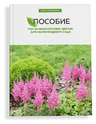 Рассада однолетних цветов Целозия метельчатая в кассете 10 штук - купить в  Москве: цена 399 руб. Фото, описание, технические характеристики, отзывы.