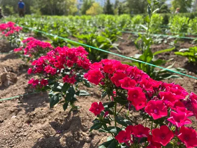 Серебристая палитра сада из многолетних цветов - GreenMarket