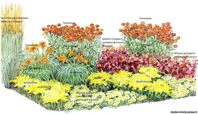Дача,многолетние цветы,рассада,купить многолетние цветы - Клумба многолетних  цветов № 1,красиво и оригинально,схема клумбы для солнца,корни  многолетников купи