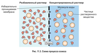 11. Поверхностный аппарат клетки