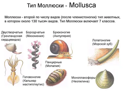 Чужие «хищники»: гигантские китайские моллюски захватили Волгу | Статьи |  Известия