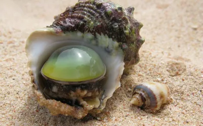 Морские моллюски - фото и картинки: 63 штук