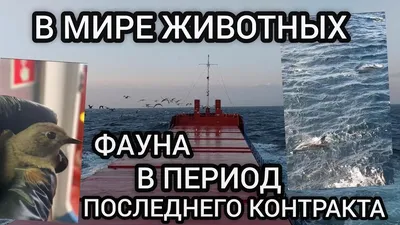 Фальшивые документы моряков: как избежать обмана | Ukrainian Shipping  Magazine — Новости судоходства Украины и мира