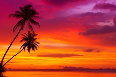 Photos Sea Nature Tropics palm trees Sunrises and sunsets 3840x2400