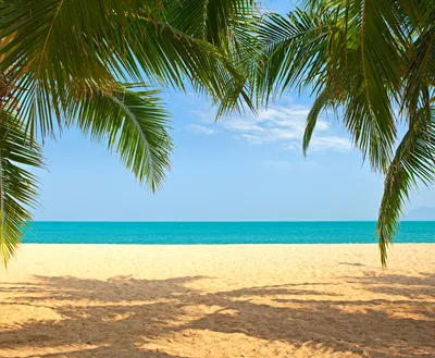 Море пальмы песок (85 фото)