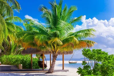 Фотообои Пляж море пальмы на стену. Купить фотообои Пляж море пальмы в  интернет-магазине WallArt
