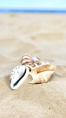 Море песок ракушки картинки
