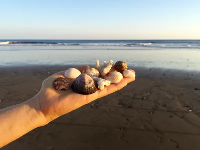 Море пляж ракушки (56 фото) - 56 фото