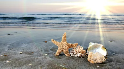 Море волны Одесса песок пляж порт ракушки морская звезда | Пляжные фото,  Песок, Ракушки